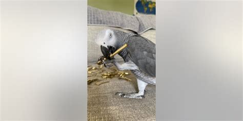 Watch This Brilliant Bird Apollo An African Grey Parrot Amazes