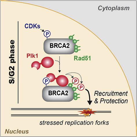 Brca Coordinates The Activities Of Cell Cycle Kinases To Promote