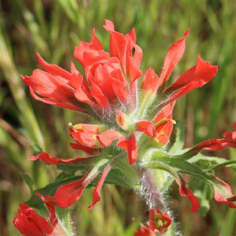 Native Plants With Santa Monica Mountains Fund LA County Library