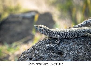 Mabuia Noronha Skink Trachylepis Atlantica Fernando Stock Photo