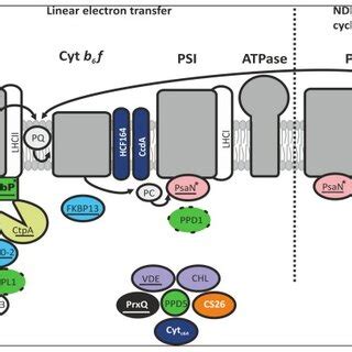 The majority of thylakoid lumen proteins with experimentally verified... | Download Scientific ...