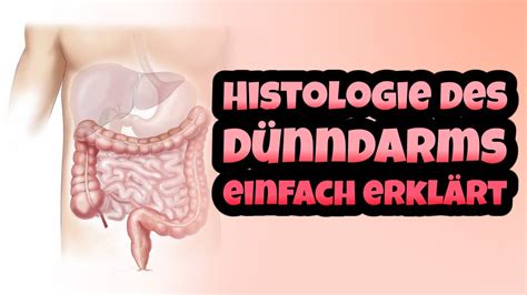 Histologie des Dünndarms einfach erklärt Aufbau Intestinum tenue