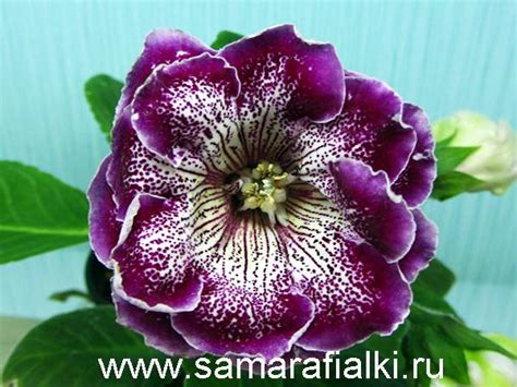 Глоксиния АО-Сиреневый Муар