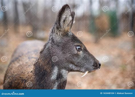 Siberian Musk Deer, a Rare Pair Hoofed Animal with Fangs Stock Photo - Image of conservation ...