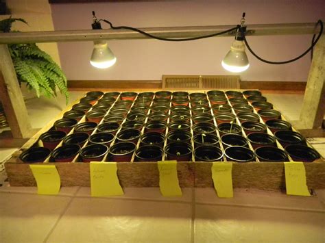 Diy Indoor Seed Starting System 5 Steps With Pictures Instructables