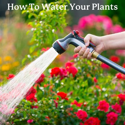 How To Water Your Plants The Best Time To Water Tips For Watering And More Hedges Direct