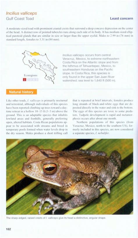 Amphibians Of Costa Rica A Field Guide Nhbs Field Guides Natural