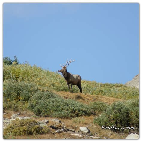 The Wild Side Minnesota Elk Hunt Extended