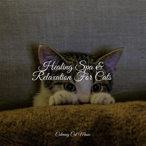 Healing Spa Relaxation For Cats Album By Jazz Music For Cats Spotify