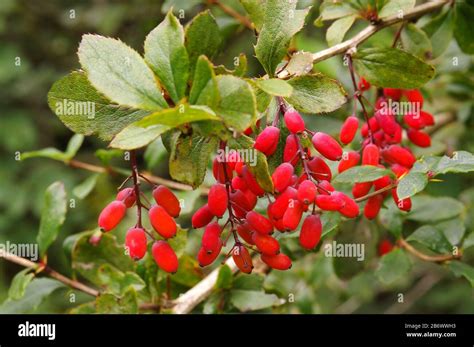 Berberis Vulgaris Hi Res Stock Photography And Images Alamy