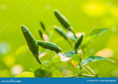 Chilli pepper plant stock photo. Image of chile, plant - 29453724