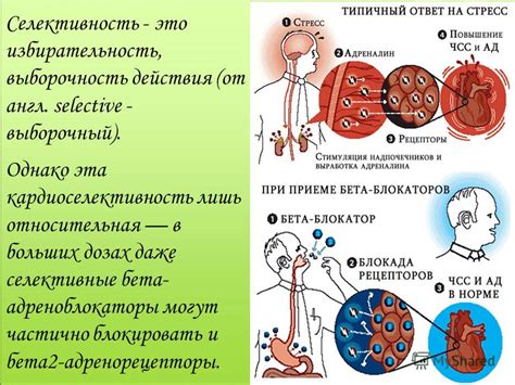 Нипертен: инструкция по применению, цена, аналоги, отзывы и показания