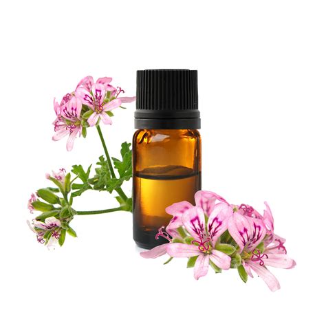 Óleo Essencial De Rosat Geranium Como Usar Corretamente