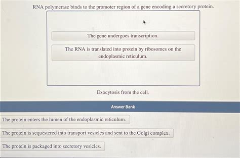 Solved RNA polymerase binds to the promoter region of a gene | Chegg.com