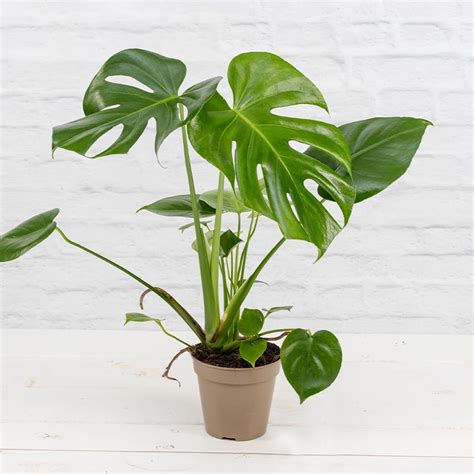 Fensterblatt Monstera Deliciosa 13 Cm Topf Zimmerpflanzen Blumen