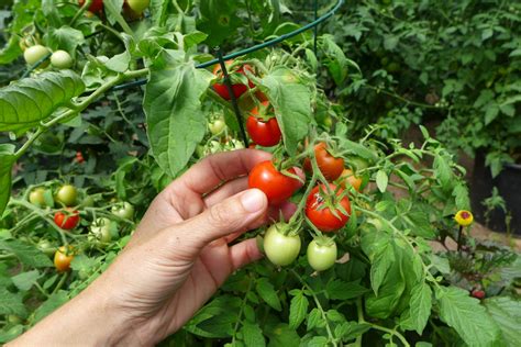 Semences Tomate Maskotka Le Potager Ornemental De Catherine