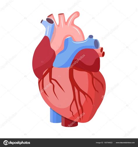 Anatomical Heart Isolated Stock Vector By Drogatnev 155784822