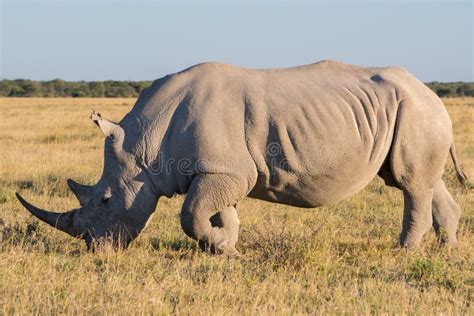 White Rhino Rhinoceros Standing and Grazing at Khama Rhino Sanctuary ...