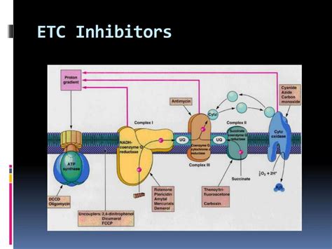 Ppt Electron Transport Chain Powerpoint Presentation Free Download