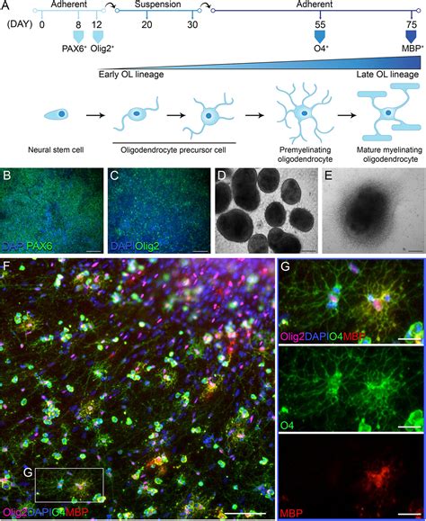 Frontiers Transcriptional Abnormalities In Induced Pluripotent Stem