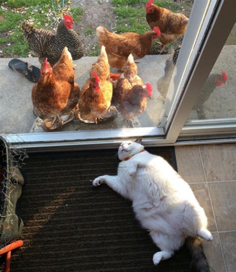 This Chubby Cat Has No Idea Why Chicks Are So In Love With Him