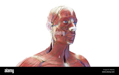 Anatomy of a male head, illustration Stock Photo - Alamy