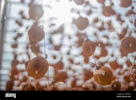Mature Fresh Yellow Persimmon Fruit Drying On Farm Da Lat Cau Dat