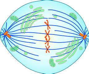 Metaphase — Definition & Diagrams - Expii