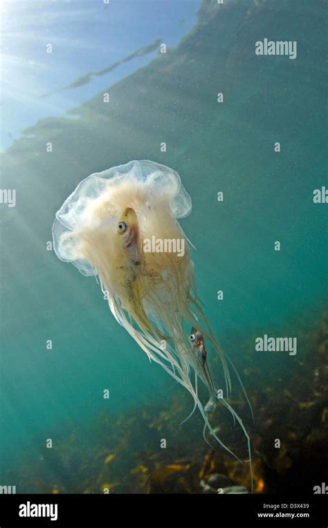 Bluefire Jellyfish With Prey Cyanea Lamarckii Lundy Island Bristol