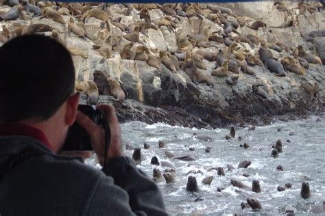 2023 Swimming With Sea Lions In Lima Provided By America Viajes