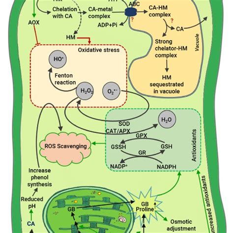 Schematic Representation Of Ca Metabolism In Plants Citrate Derived Download Scientific