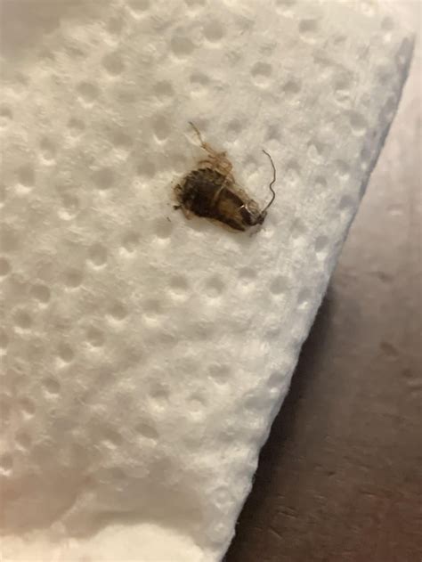 I hope small cockroach? : r/whatisthisbug