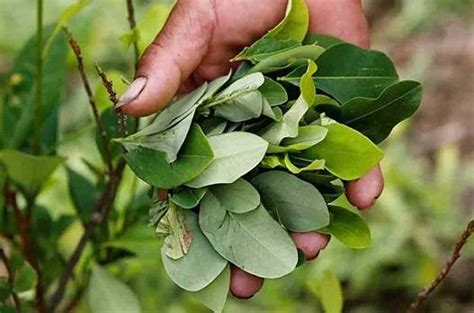 Colombia se unirá a Bolivia para pedir que saquen la hoja de coca de la