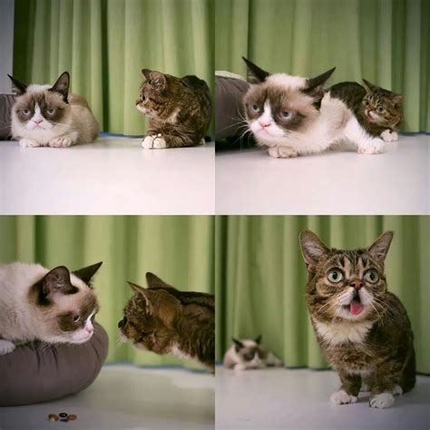 Grumpy Cat And Lil Bub Cats And Kittens Bub The Cat Cute Cats