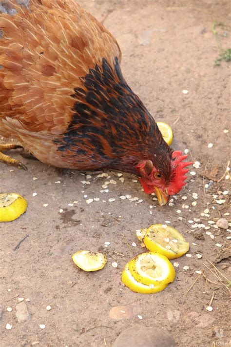 So Can Chickens Eat Lemons