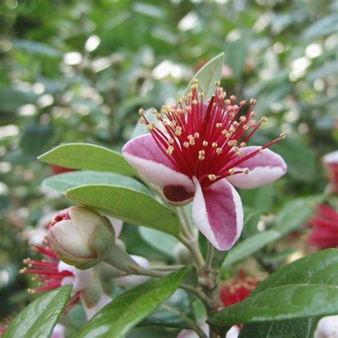 Feijoa Sellowiana Pineapple Guava Seeds X10 Ole Lantana S Seed Store