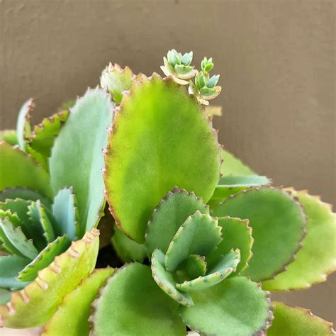 Mother Of Thousands Indoor Plant Care Guide Plantcarefully