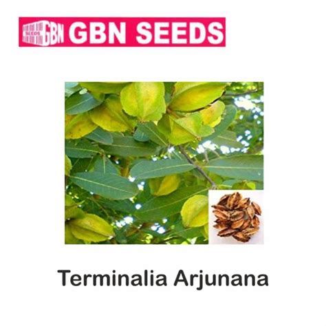 GBN Terminalia Arjunana Seeds 1 KG Pack Of 10 LeafConAgro