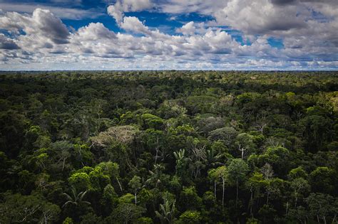 Estudio Sostiene Que El Manejo Forestal Sostenible De La Amazon A