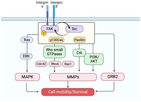 potential focal adhesion kinase inhibitors  management  cancer