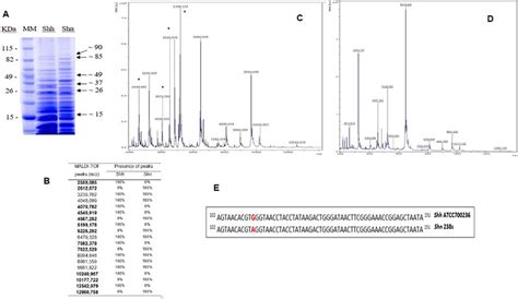 Overview Of The Mass Spectra By Maldi Tof And Proteins Profile In