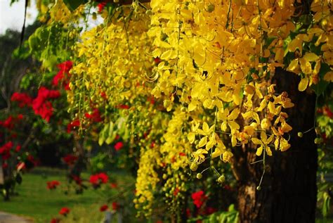 Conoce los cuidados básicos para la Tipa Árbol. - Plantasmanía 🌱 🌱