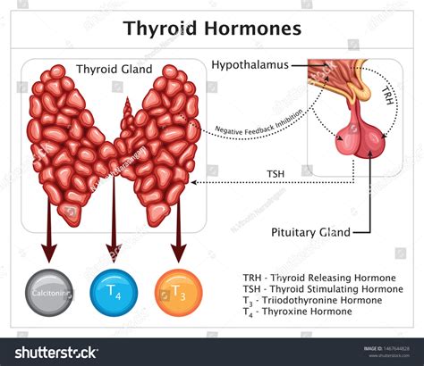 Human Thyroid Hormones Endocrine System Hypothalamus Stock Vector