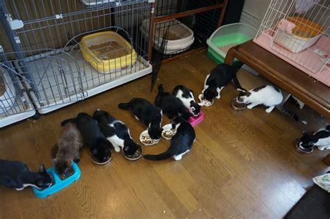 猫と共生－読売中高生新聞 ねりまねこ・地域猫