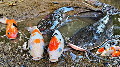 Menangkap Ikan Lele Raksasa Dalam Lubang Ikan Hias Ikan Koi Ikan