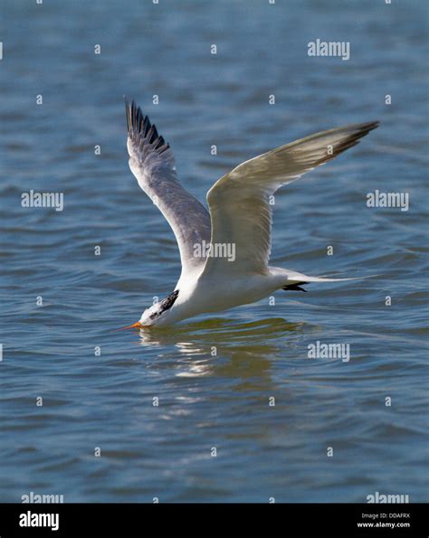 Royal Tern In Flight Stock Photo Alamy