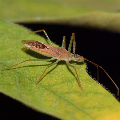 Zelus Zelus Renardii BugGuide Net