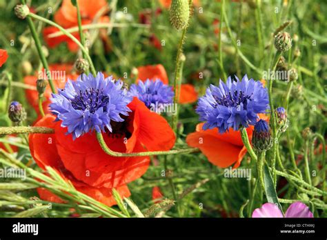 Cornflower Centaurea Cyanus And Common Poppy Papaver Rhoeas Stock