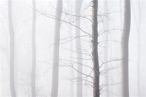 Naked Tree Annettedahl