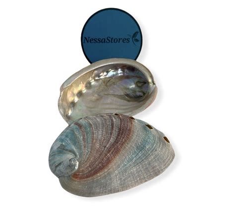 Red Abalone Sea Shell One Side Polished Beach Craft Pcs Jc